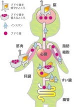 With diabetes　糖尿病とは？